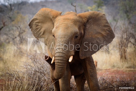 Image de Baby Elephant of Madikwe